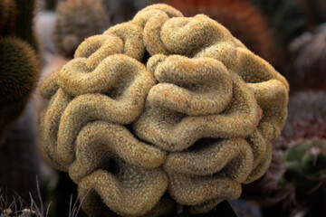 The Cactus Shaped Like a Brain in a Pot