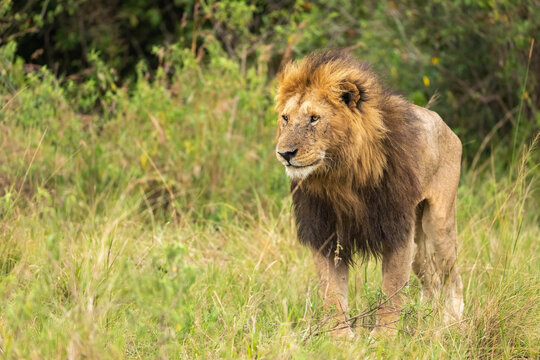 Fototapeta Male Lion Standing Up In A Bush Area  
