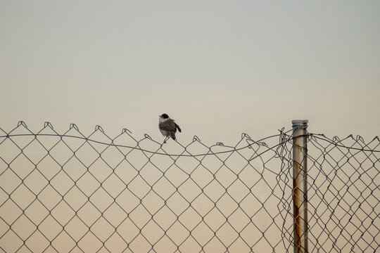 Chickadee on a fence