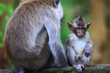 monkey family cleaning grooming wild park