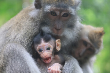 monkey family cleaning grooming wild park