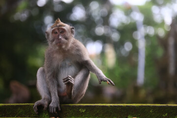 Fototapeta premium monkey in the wild macaque asia jungle park