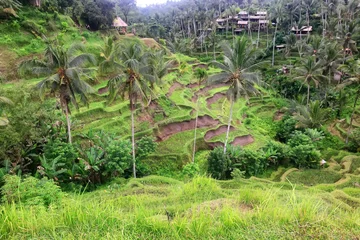 Zelfklevend Fotobehang rice terraces landscape asia view, bio ecology © kichigin19