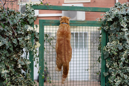 Orange pet cat climbing a fence