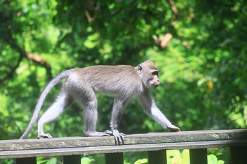 monkey in the wild macaque asia jungle park