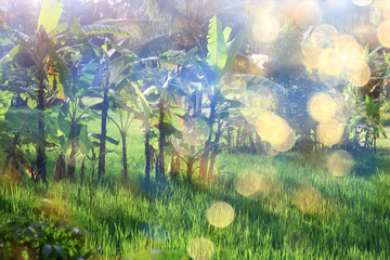 Obraz na płótnie Canvas sun green glare ray , abstract background spring, lens flare