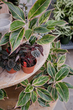 Plant Shop