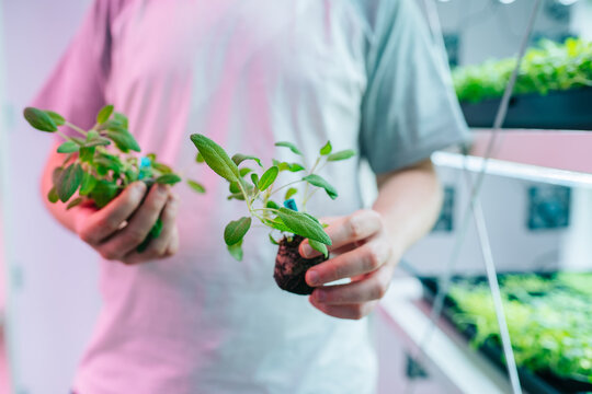 Crop gardener holding seedlings in greenhouse