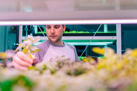 Crop man planting herbs in nursery