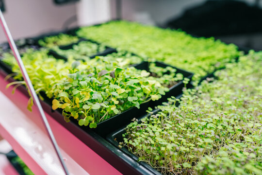 Microgreens culinary herbs on hydroponic shelf