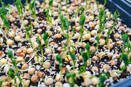 Tiny seedlings growing in container in conservatory