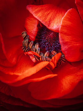 red ranunculus