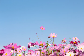 Obraz na płótnie Canvas Pink flowers field cosmos bipinnatus (Mexican aster) bloom growing on bright blue sky in garden natural outdoor summer background