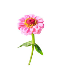 Single zinnia violacea pink flower growing bloom with green leaf and stem isolated on white background ,clipping path