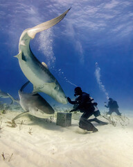 A Scuba Diver Feeds Two Tiger Sharks From a Bait Box at Tiger Beach in the Bahamas