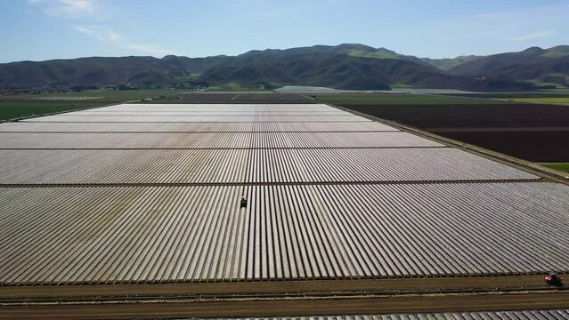 2023 - Excellent aerial footage of a tractor driving through covered crop fields in Lompoc, California.