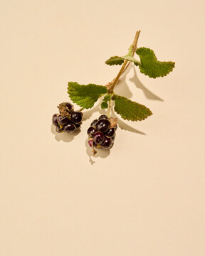Image of blackberry and leaves