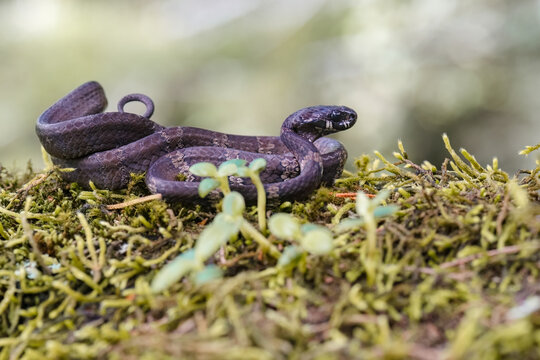 Snake dipsas sanctijoannis on a mossy cover