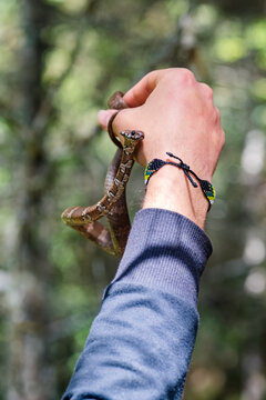 Man's arm holding a Tropical Snail-eater snake