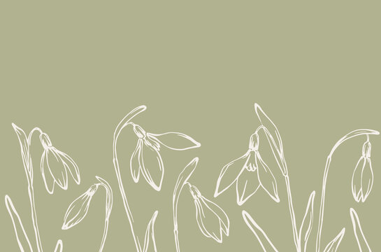 Spring snowdrops background hand drawn horizontal botanical border design green beige color