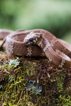 Adult Tropical Snail-eater snake perched on moss
