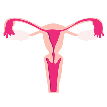 Uterus body organ woman for png transparent background, Vector illustration 
