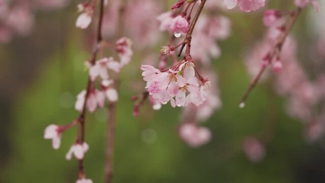 Tokyo, Japan - March 25, 2023: Closeup of weeping cherry blossoms in the rain
