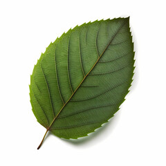 One Green Leaf Isolated White Background. Generative AI