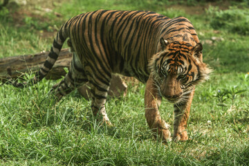 Fototapeta na wymiar tiger walking in the grass