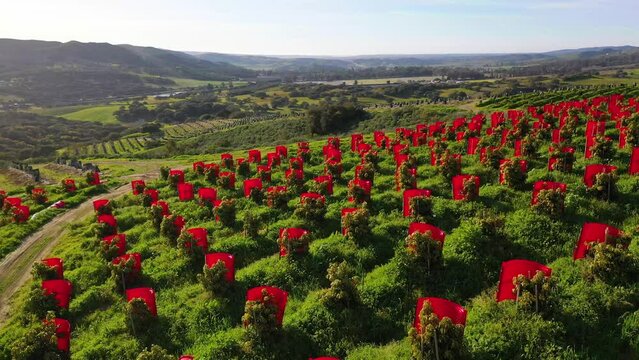 2023 - Excellent aerial footage of a vineyard in sunshine in Lompoc, California.