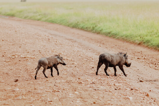 Two Warthogs Crossing the Road