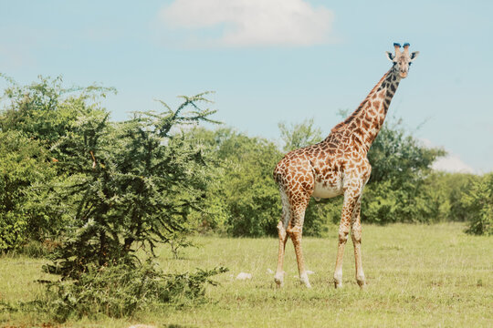 A Curious Giraffe