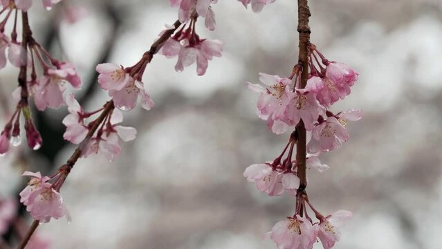 Tokyo, Japan - March 25, 2023: Closeup of weeping cherry blossoms in the rain
