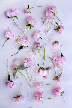 bouquet of pink peonies