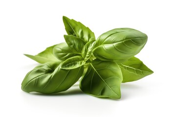 basil leaves isolated on white