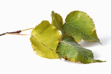 Fototapeta premium branch of birch with leaves