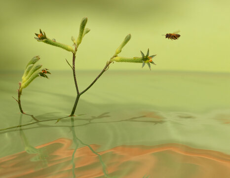 Bee flying to Kangaroo paw flower.