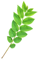 Close up shot of fresh gooseberry green leaf.