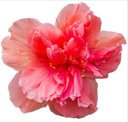 Coral red full bloom double hibiscus flower on sunny day.