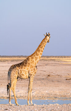 Lonely giraffe at sunset in Etosha National Park, Namibia, Africa.
