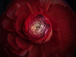 red ranunculus
