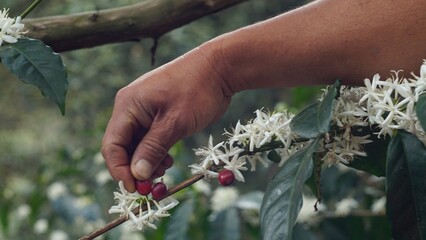 Hand Picking Coffee from Guatemala