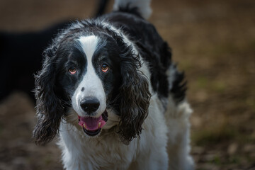 2023-03-19 A BLACK AND WHITE SPRINGER SPANIEL STARING DIRECTLY INTO THE CAMERA AT A OFF LEASH DOG PARK WITH NICE EYES AND A BLURRY BACKGROUND