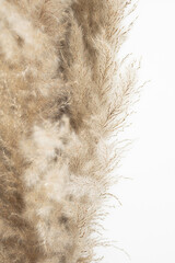 Pampas grass, close up. Scandinavian style poster. Abstract neutral background.