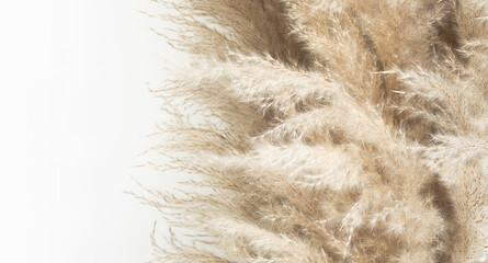 Pampas grass, close up. Scandinavian style poster. Abstract neutral background.