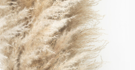 Pampas grass, close up. Scandinavian style poster. Abstract neutral background.