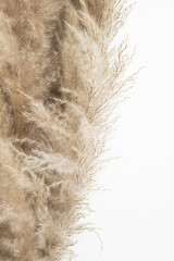 Pampas grass, close up. Scandinavian style poster. Abstract neutral background.
