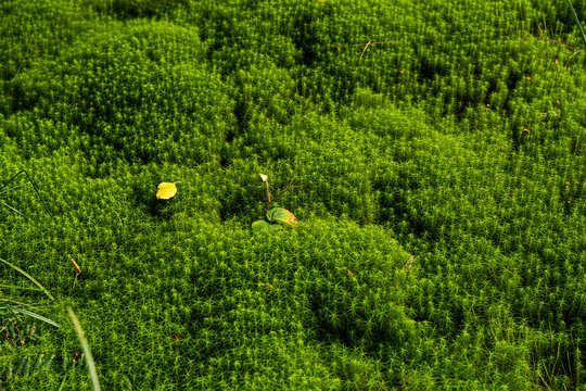 Moss and leaf