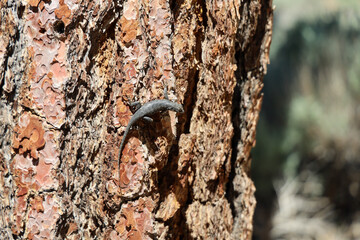 A common sagebrush lizard (sceloporus graciosus) on the bark of a pine tree in Big Bear, California.