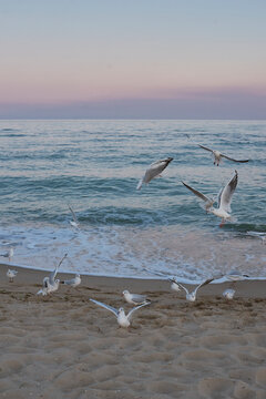 Flying seagulls 